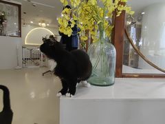 -共舞时光猫咖·狗咖(新街口店)