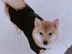 -逗柴咖啡屋·狗咖猫咖宠物桌游