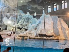 -帝企鹅自助餐厅•儿童岛•真企鹅(长隆企鹅酒店)