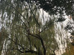 -西湖外事游船(花港观鱼码头)