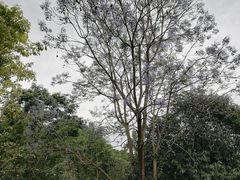 -张坝桂圆林公园