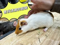 -神奇动物撸宠馆·羊驼·小浣熊·异宠(豫园店)