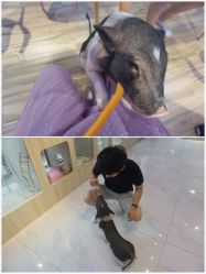 -Moni星球萌宠·小马宝莉·灵蛇·高端高阶全萌宠互动体验俱乐部(红豆国际广场店)