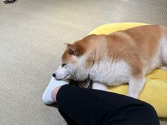 -逗柴咖啡屋·狗咖猫咖宠物桌游