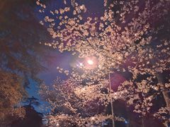 -武汉大学-樱园