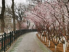 -桃花堤公园