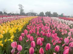 -荷兰花海