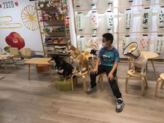 -柴迷FANS CLUB·柴犬狗咖·猫咖