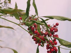 -观桥阁(锦溪店)