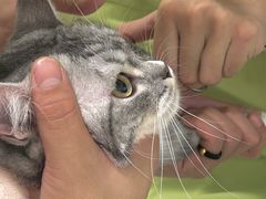 -艾吉宠物医院·疑难杂症转诊中心·猫友好(碧江路院)