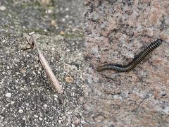 -碓臼峪自然风景区