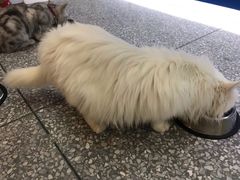 -绒爪撸猫下午茶·猫咖