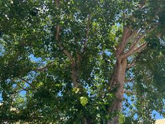 -三亚南山文化旅游区