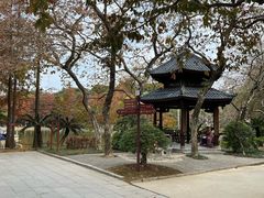 -金花茶公园
