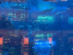 -迪拜水族馆及水下动物园