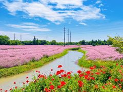-花开海上生态园