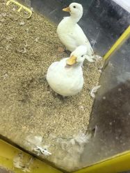 -神奇动物撸宠馆·羊驼·小浣熊·异宠(豫园店)