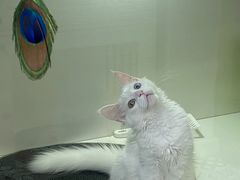 -青奢宠物·青奢猫舍