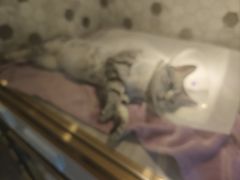 -宠爱国际动物医院·消化内科·心肾内科·ISFM猫友好(望京店)