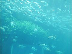 -海棠湾洲际-涛·海底餐厅·美人鱼·自助餐·海底隧道