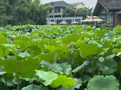 -三圣花乡旅游区