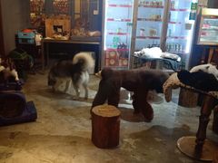 -more than meow吴止猫主题餐厅(承德 中船汇店)