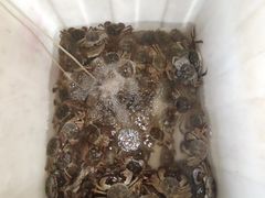 -夏家大锅台炖鱼馆