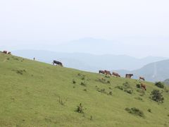 -大姆山草场