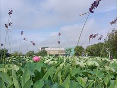 -鉴湖国家城市湿地公园