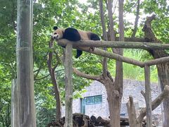 -都江堰中华大熊猫苑