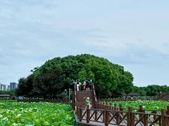 -荷塘月色湿地公园·向阳花洲