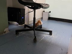 -特一安24小时宠物医院·骨科·中兽医