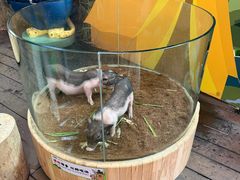 -正佳雨林生态植物园