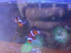 -吉丁鸟咖·异宠·寄养