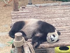 -大连森林动物园