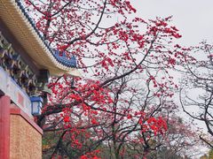 -广州中山纪念堂