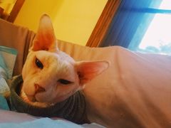 -more than meow吴止猫主题餐厅(承德 中船汇店)