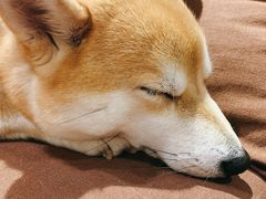 -柴务处·柴犬主题狗咖