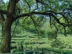 -龙坞茶村