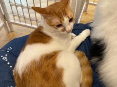 -猫咪派对(江南西店)