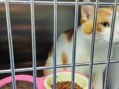 -中农大我爱我爱24h动物医院·中医针灸·猫专科·骨科医疗中心(双井店)