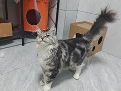 -千城康桥宠物医院·猫科·骨科·心脏