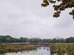 -金银湖国家城市湿地公园