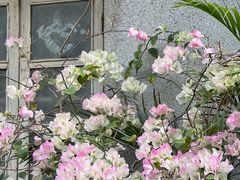 -荔湾湖公园