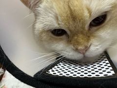 -关爱宠物医院·猫科中心·消化科(滨湖万达分院)