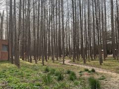 -日照海滨国家森林公园