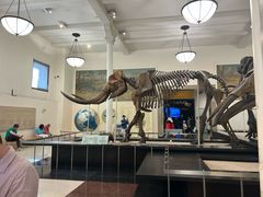 -美国自然历史博物馆