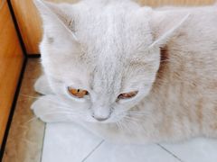 -Catmate·猫肥家润(金润铂宫店)