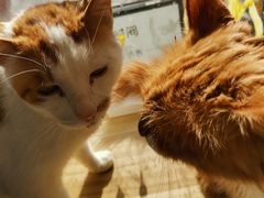 -平行世界·猫咖(首经贸店)