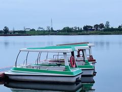 -杭州湾海上花田景区